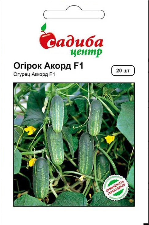 Огірок Акорд F1