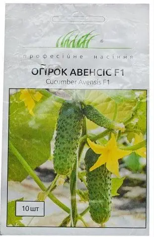 Огірок Авенсіс F1 самозапильний