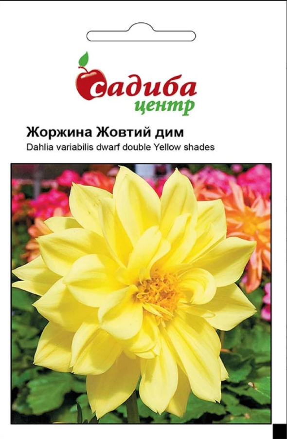 Насіння квітів Жоржина Жовтий дим 0
