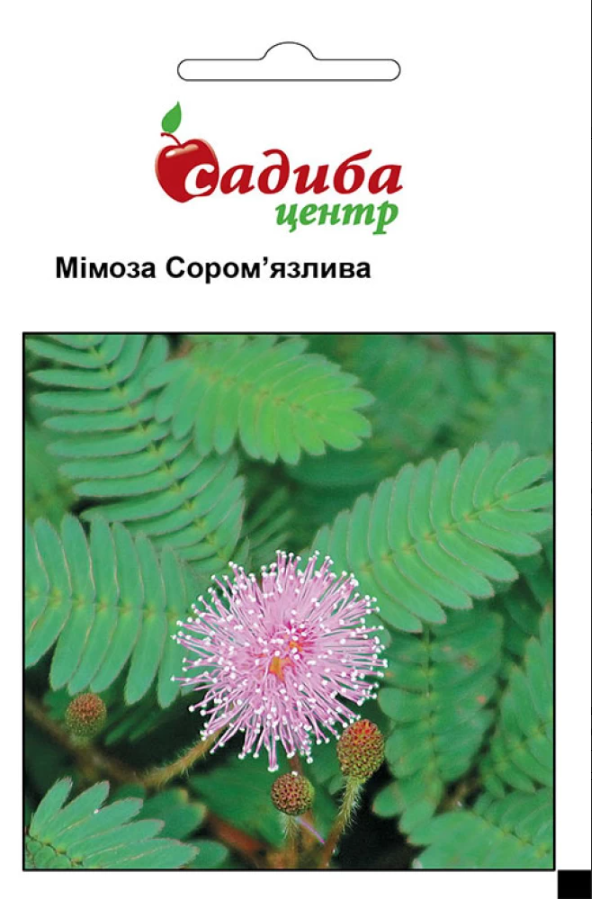 Насіння квітів Мімоза сором'язлива 0